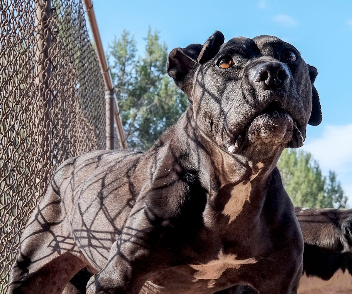 Animal abuse Fight dogs Michael Vick Sanctuary Rescue Pitbull
