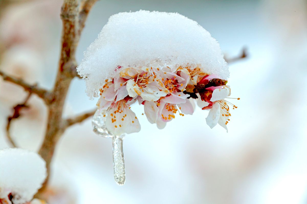 Apricot Tree Blossoms After A Freezing Rain And Snow Storm, Boulder, Colorado.
Apricot Tree Blossoms After A Freezing Rain And Snow Storm, Boulder, Colorado. (Photo by Education Images/Universal Images Group via Getty Images)
