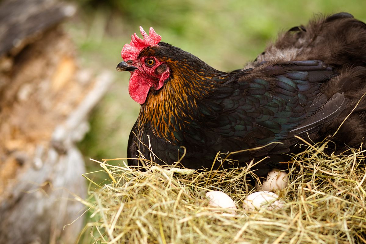 Chicken,Hatching,Eggs.,The,Lifestyle,Of,The,Farm,In,The Chicken hatching eggs. The lifestyle of the farm in the countryside, hens are hatching eggs on a pile of straw in rural farms, fresh eggs from the farm in the countryside.