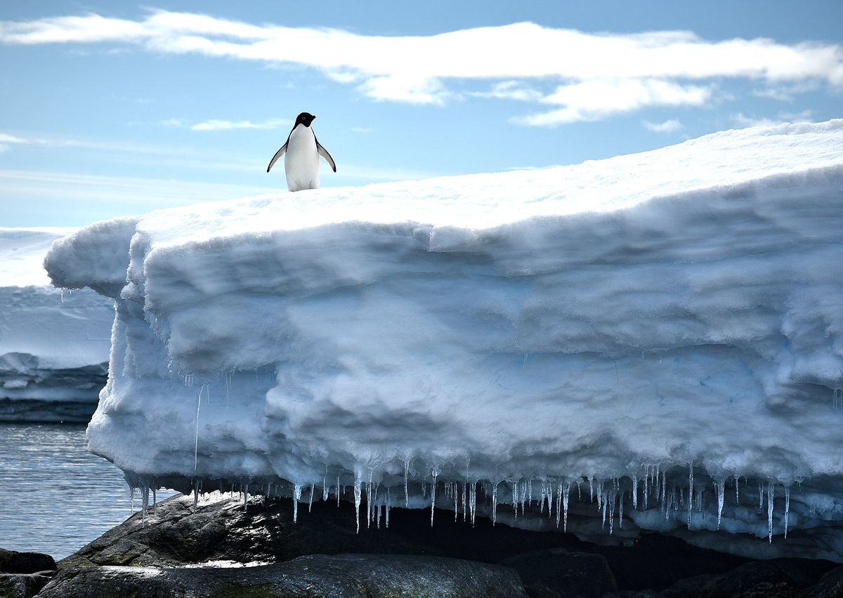 Adélie penguin (Pygoscelis adeliae) on melting snowpack, Antarctica.
near Casey Station, Antarctica - January 8, 2020:  A lone Adélie penguin (Pygoscelis adeliae) sits atop a melting snowpack near Casey Station.