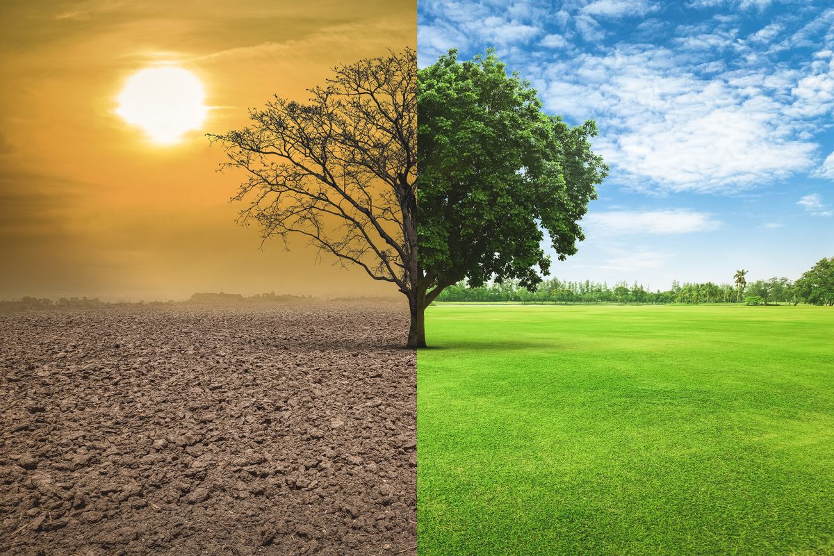 Global,Warming,Concept.,A,Tree,Image,Showing,Of,Arid,Land