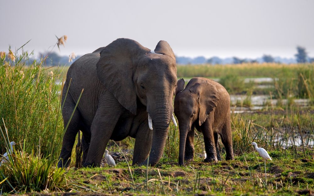 Elephant,With,Baby,Near,The,Zambezi,River.,Zambia.,Lower,Zambezi
