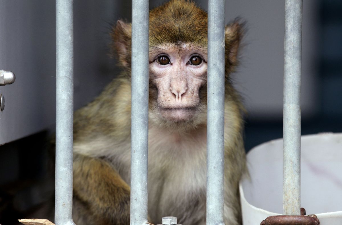 monkeys station Stichting Aap Netherlands
gyógyszeripar, majomhiány