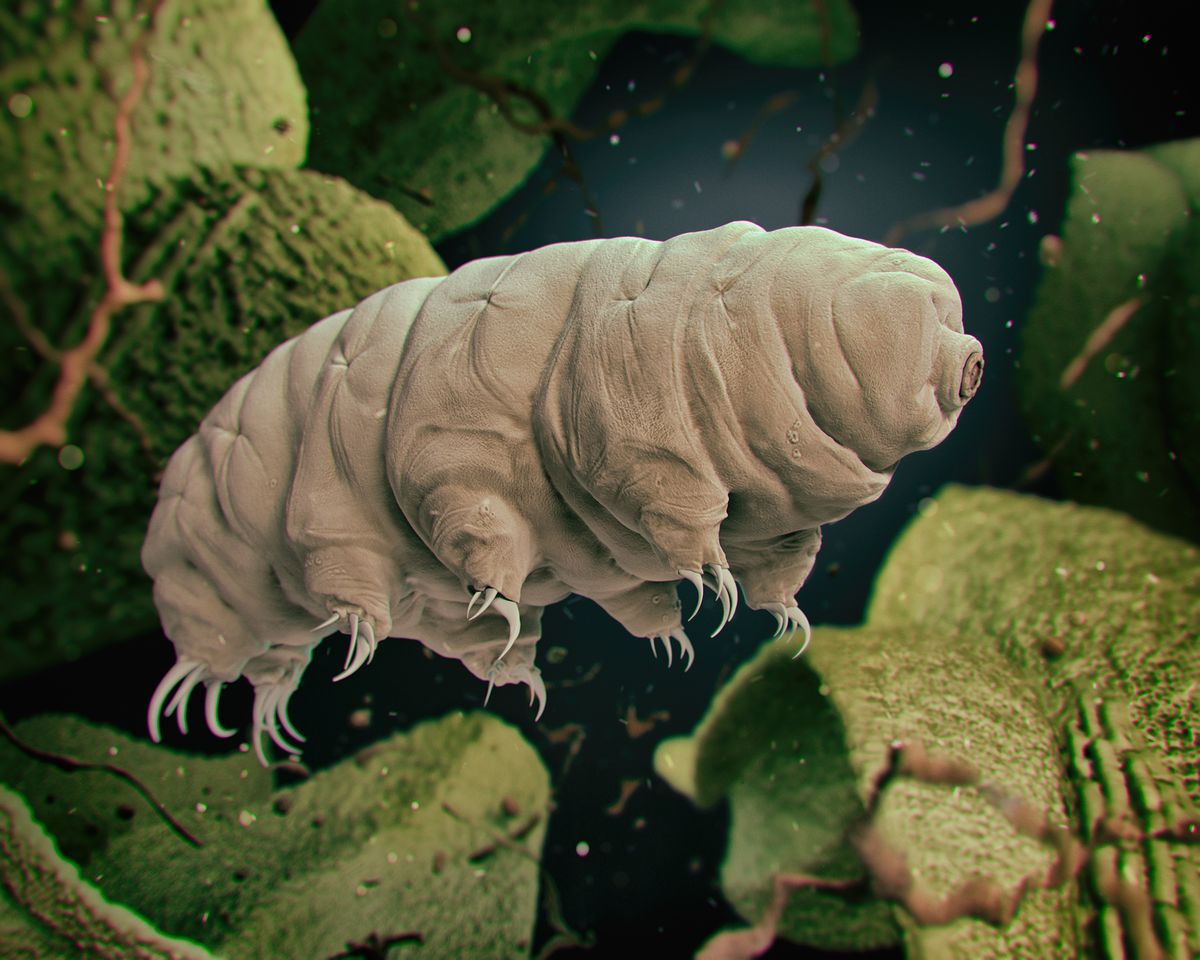 Tardigrade,(water,Bear).,3d,Rendered,Illustration.