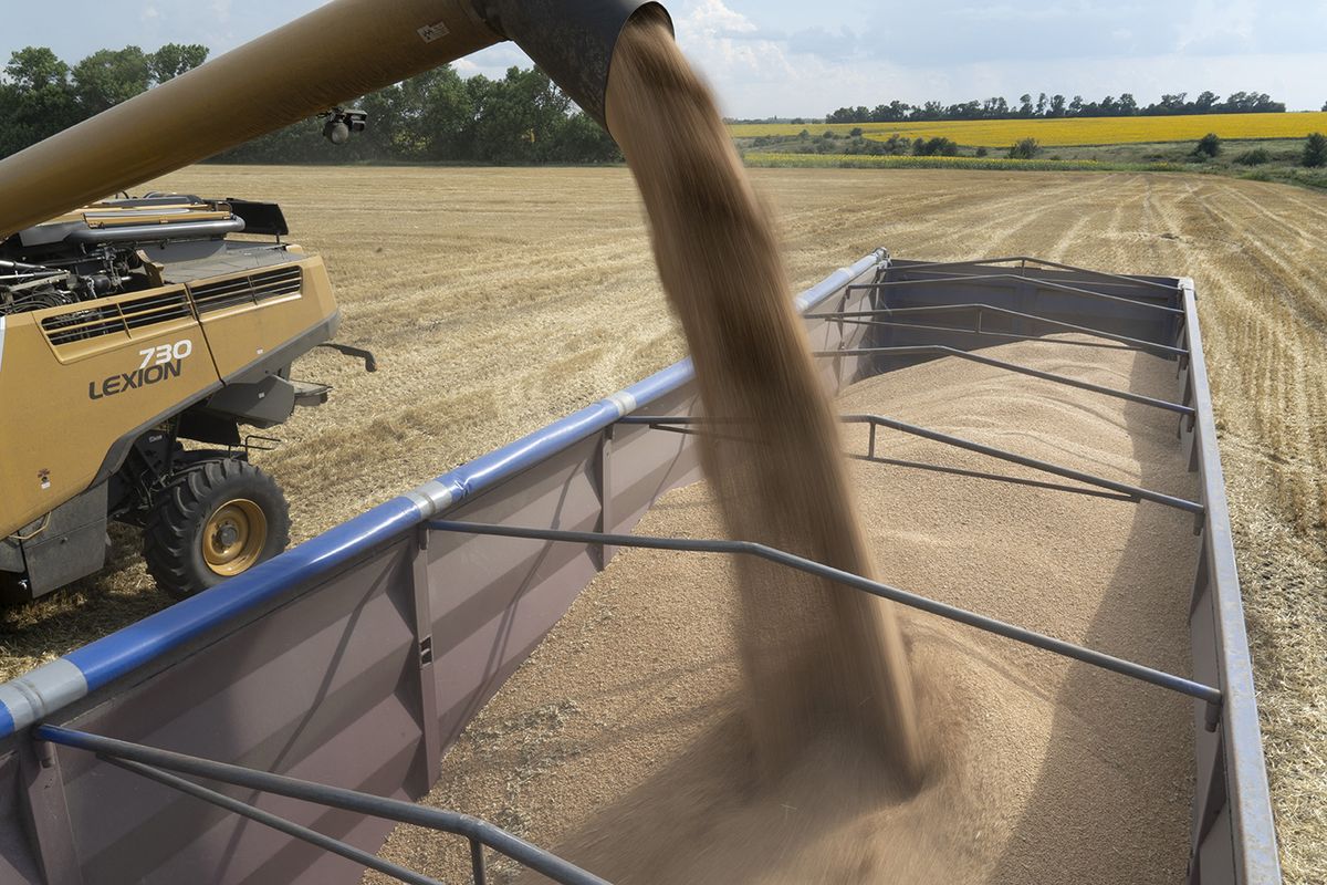 Ukrainian farmers in war zones
KHARKIV, UKRAINE - JULY 29: A combine harvester unloads the harvested wheat grain into a truck from farmer Oleksandr Tereshchenko’s field in the district of Ohiivka, Kharkiv region, in Ukraine on the 28th July, 2022. Oleksandr says all of his grains used to be exported to Europe and Asia. It was told by a local that the field caught fire from heavy shelling. Ukrainian farmers in the active war zones are risking their lives in order to harvest, but some have nowhere to store their grain as the warehouses were destroyed by Russian strikes. In the hopes of curbing a world-wide food crisis, Ukraine and Russia have agreed on a grain deal in the midst of a war between the two countries. The deal has closed. The ship has sailed. However, some Ukrainian farmers are still struggling to stay afloat - despite a plentiful harvest season. Ashley Chan / Anadolu Agency (Photo by Ashley Chan / ANADOLU AGENCY / Anadolu Agency via AFP)
Ukrainian farmers in war zones