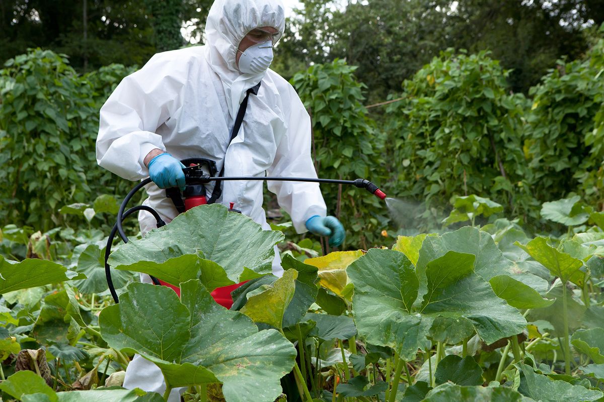 Man,Spraying,Pesticide,In,Field,Of,Pumpkins man spraying pesticide in field of pumpkins