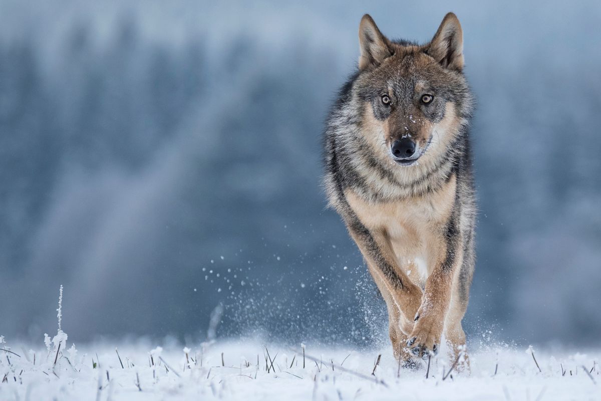 Wolf,Runnin,In,Snow