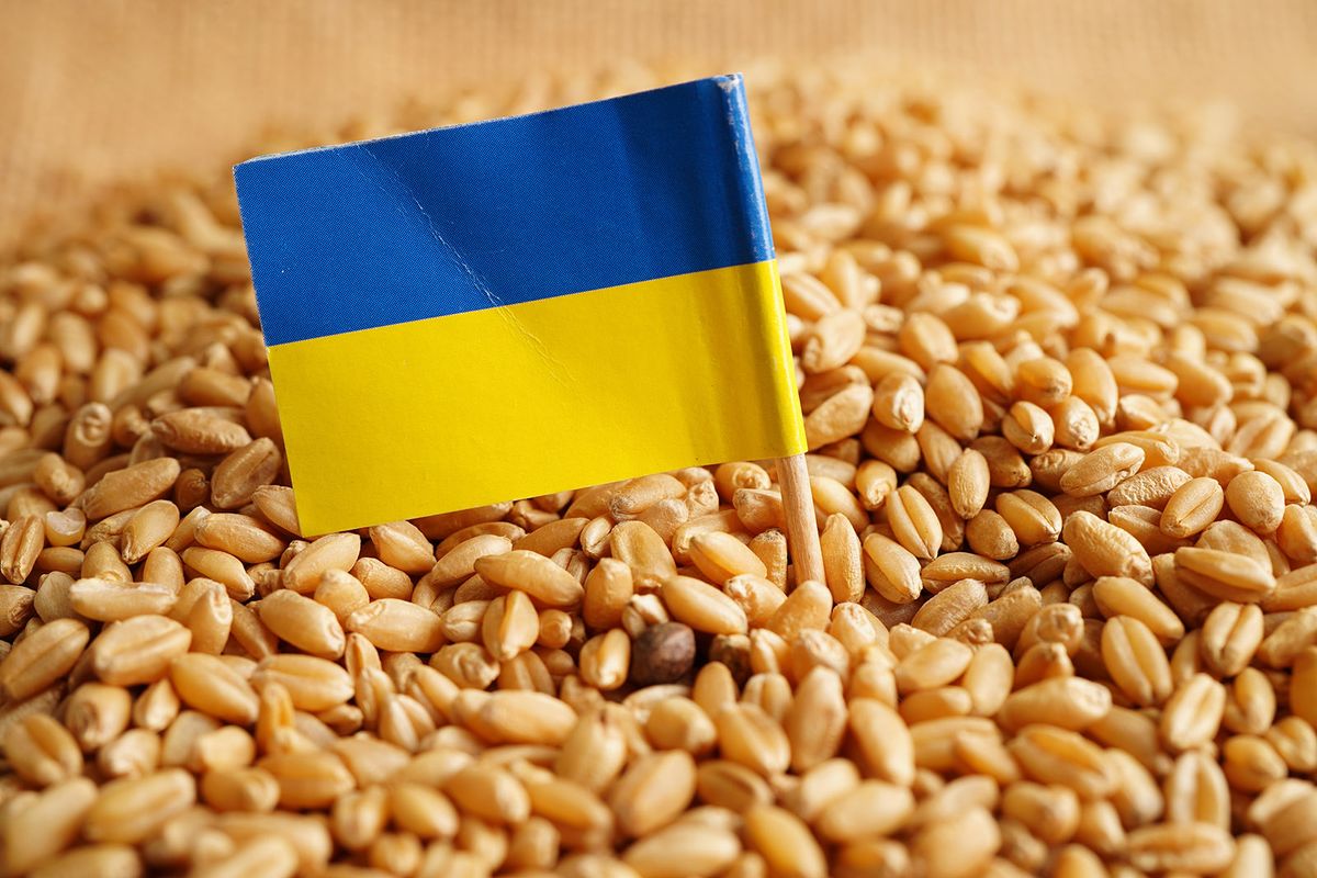 Ukraine,On,Grain,Wheat,,Trade,Export,And,Economy,Concept.Ukraine on grain wheat, trade export and economy concept.
búza, gabona, tilalom, ukrán