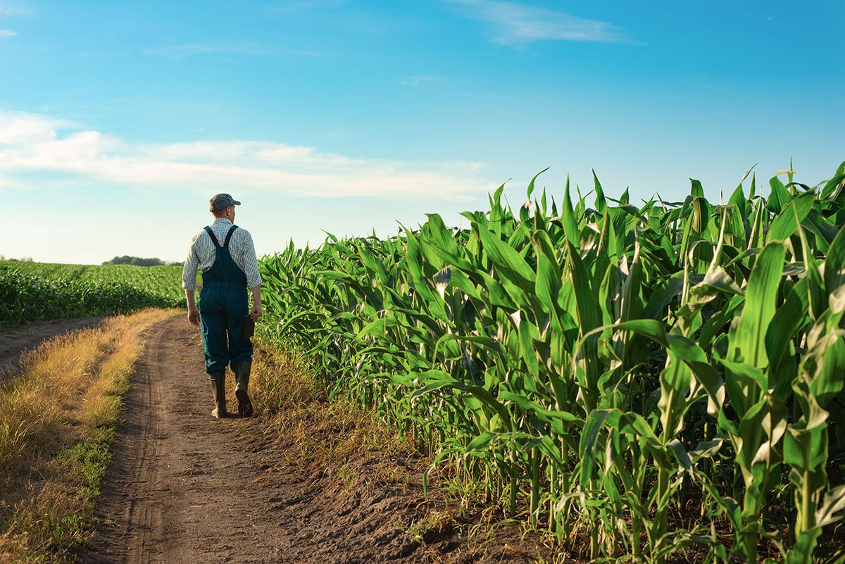 Caucasian calm male maize grower in overalls walks along corn field with tablet pc in his hands Caucasian calm male maize grower in overalls walks along corn field with tablet pc in his hands
