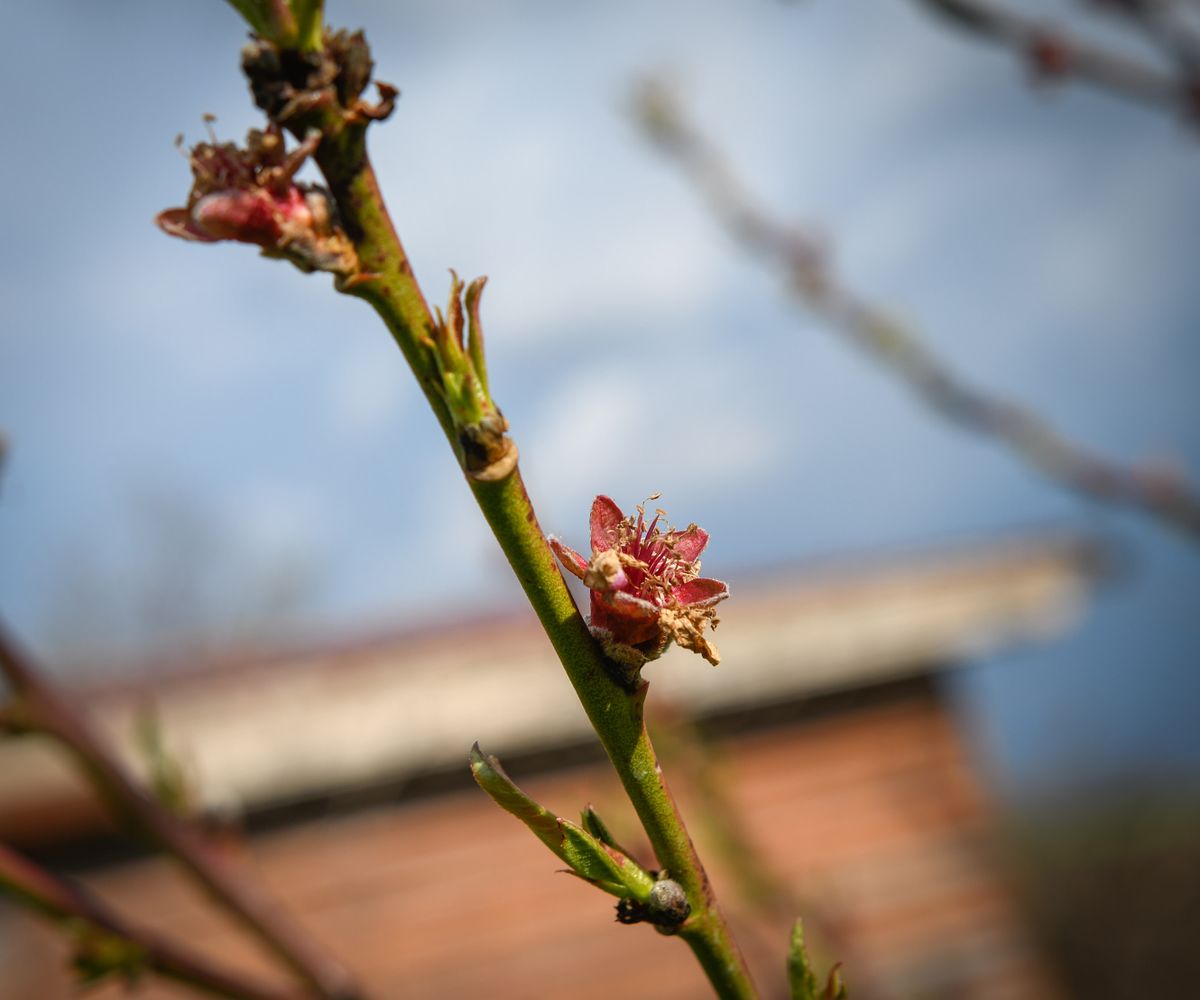 20210419 Esztárfotó: Aranyos Csaba kertje bemutatta az áprilisi sorozatos fagyok negatív hatásait a barackfáin.