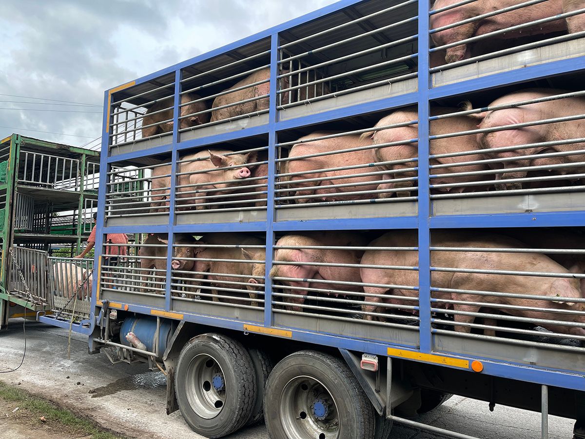 A,Large,Fattening,Pig,Is,On,A,Truck,Preparing,To A large fattening pig is on a truck preparing to be delivered to the slaughterhouse.