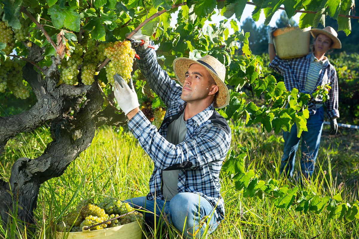 Young,Man,Engaged,In,Cultivation,Of,Grapes,,Picking,Ripe,White
Young man engaged in cultivation of grapes, picking ripe white grapes in vineyard in autumn day