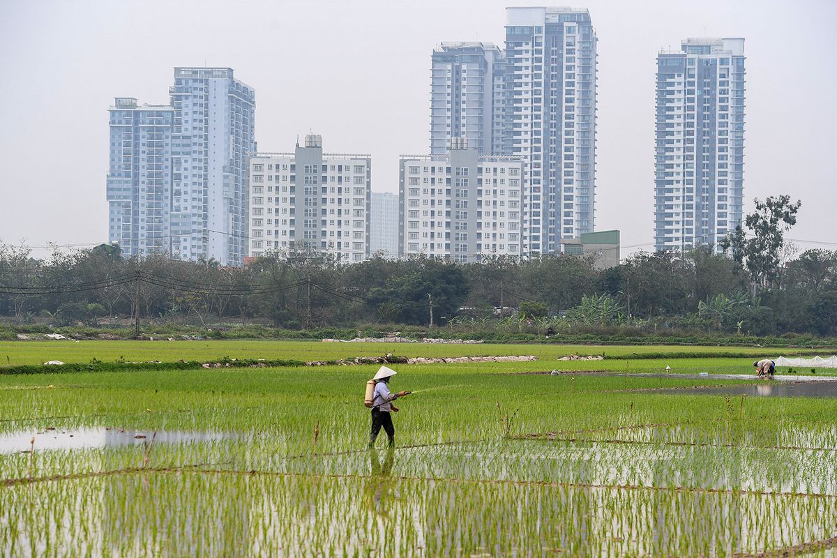 A farmer works in a rice field, next to high rise residential buildings, in Hanoi on March 6, 2023. (Photo by Nhac NGUYEN / AFP)
