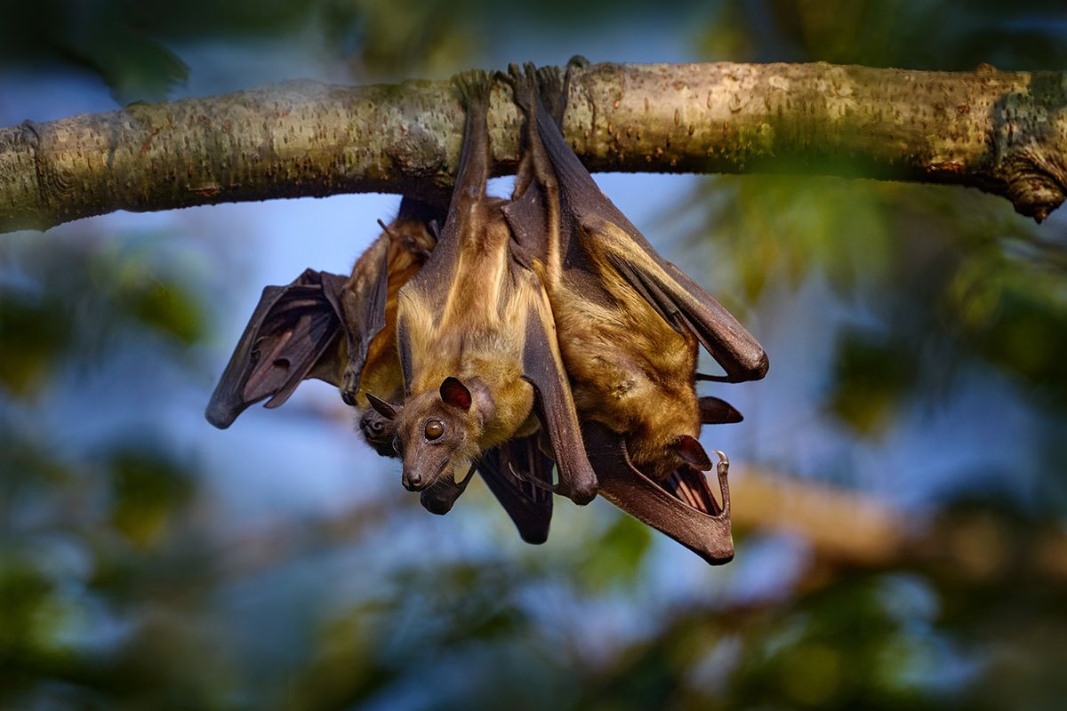 Straw-coloured,Fruit,Bat,,Eidolon,Helvum,,On,The,The,Tree,During
Straw-coloured fruit bat, Eidolon helvum, on the the tree during the evening, Kisoro, Uganda in Africa. Bat colony in the nature, wildlife. Travelling in Uganda.
denevér