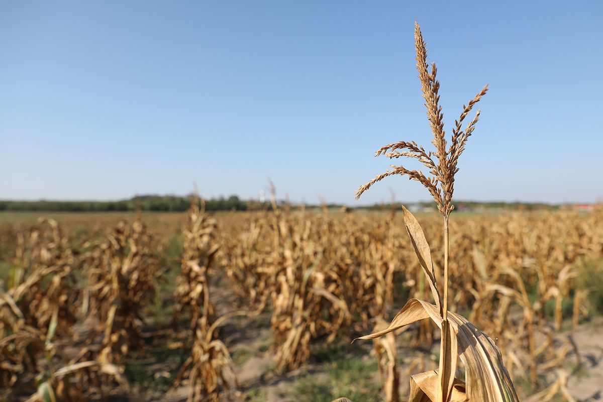 20220905 
Mezőgazdaság 
aszály  szárazság
kukorica  

Fotó: Kallus György  LUS  Világgazdaság  VG 