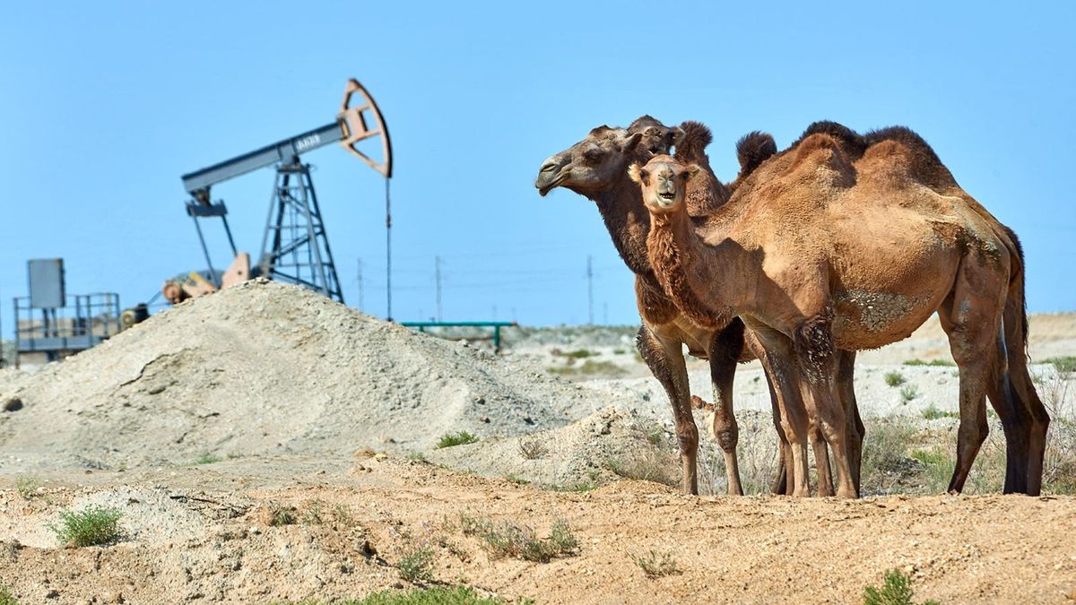 Camels standing in front of the oil pump.