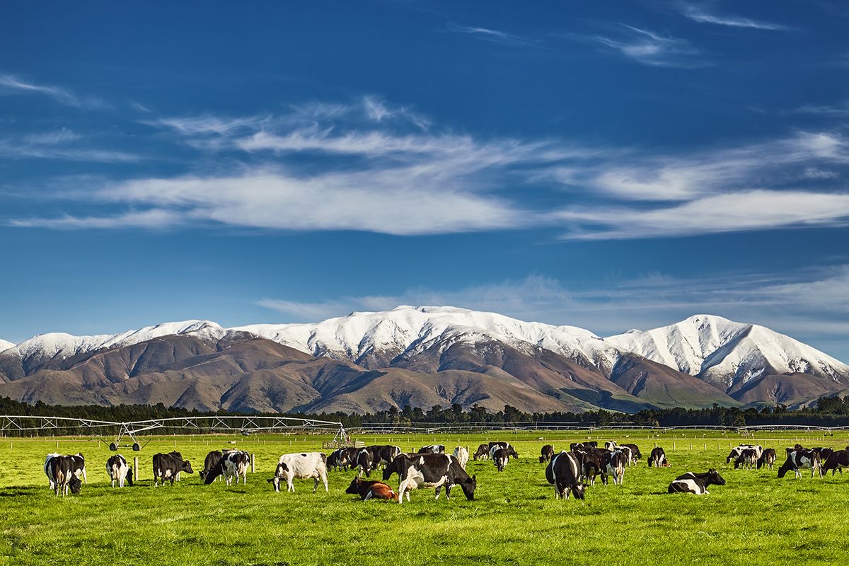 Landscape,With,Snowy,Mountains,And,Grazing,Cows,,New,Zealand
Landscape with snowy mountains and grazing cows, New Zealand
