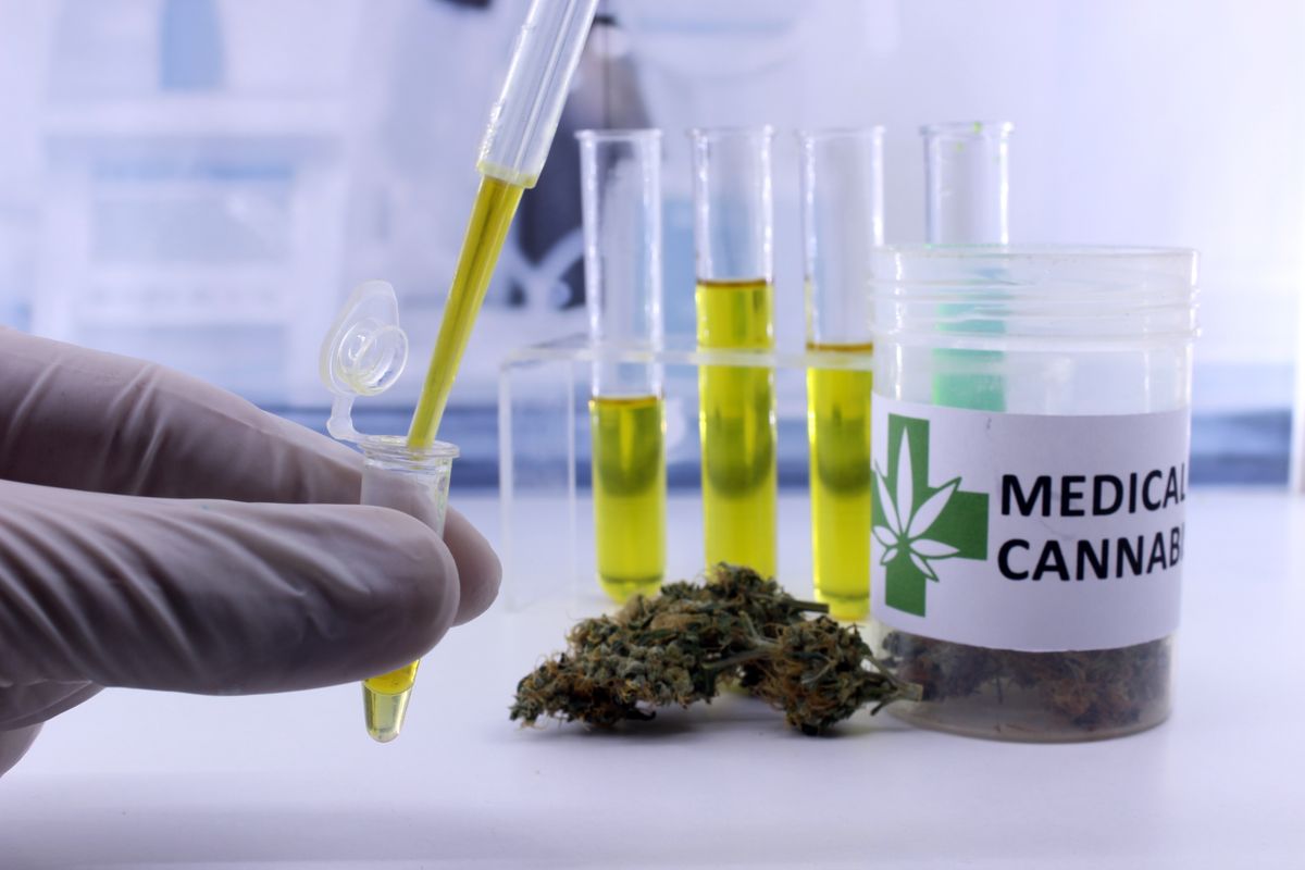 Testing,Cannabis,Buds,For,The,Extraction,Of,Medicinal,Oil