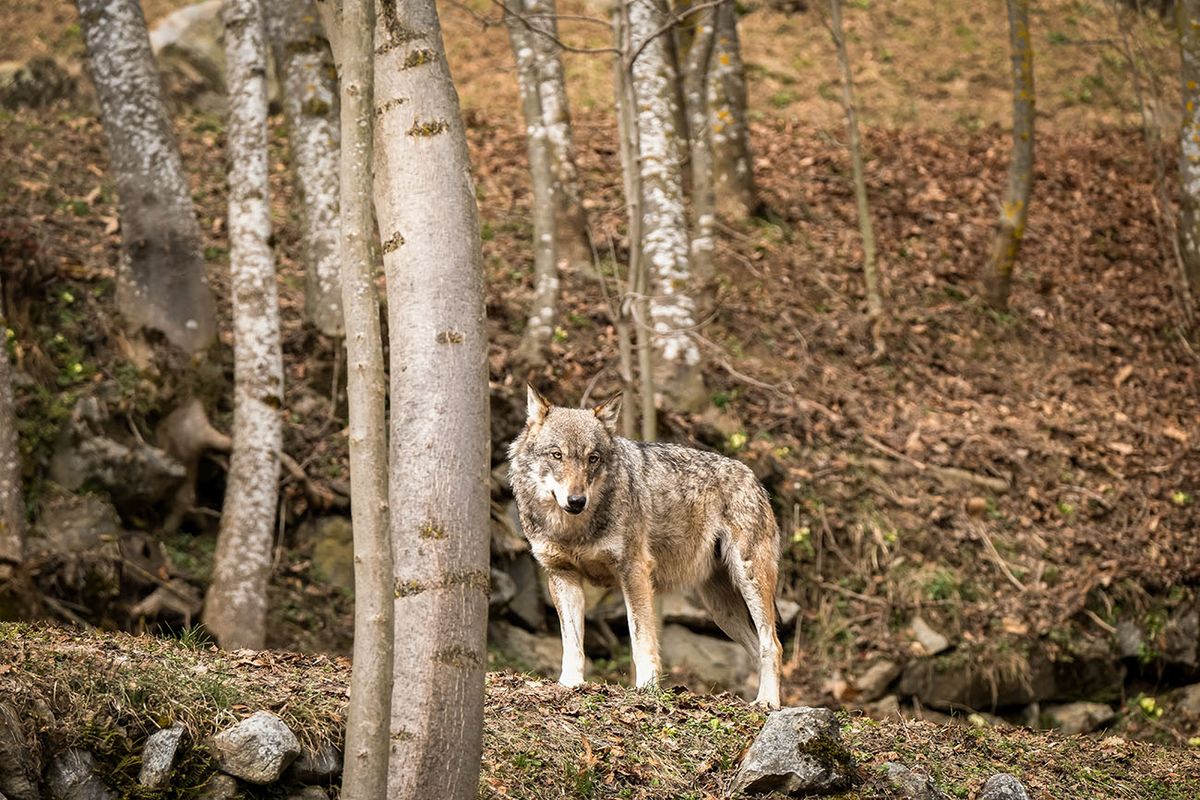 Wolf, canis,Lupus,Italicus),In,Alps, Wildlife,Center wolf (canis lupus italicus) in wildlife center "Uomini e lupi" of Entracque, Maritime Alps
