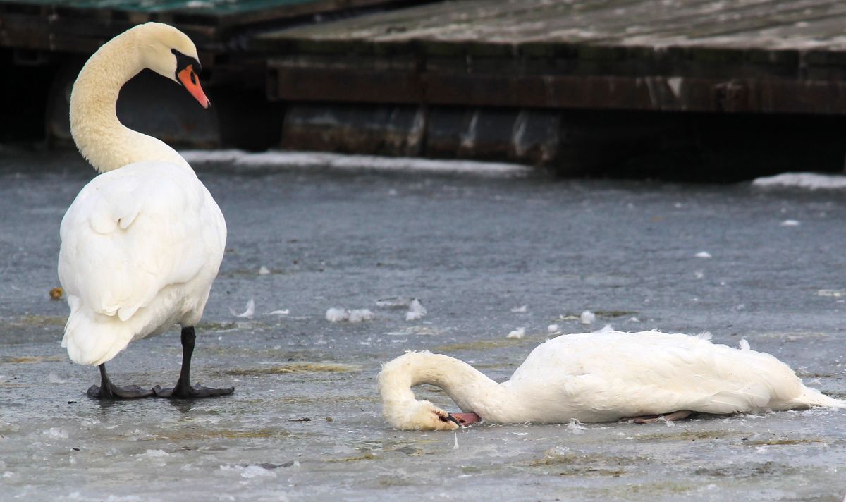 Dead,Swan,On,Ice,Near,Frozen,River,Danube,,In,Belgrade,