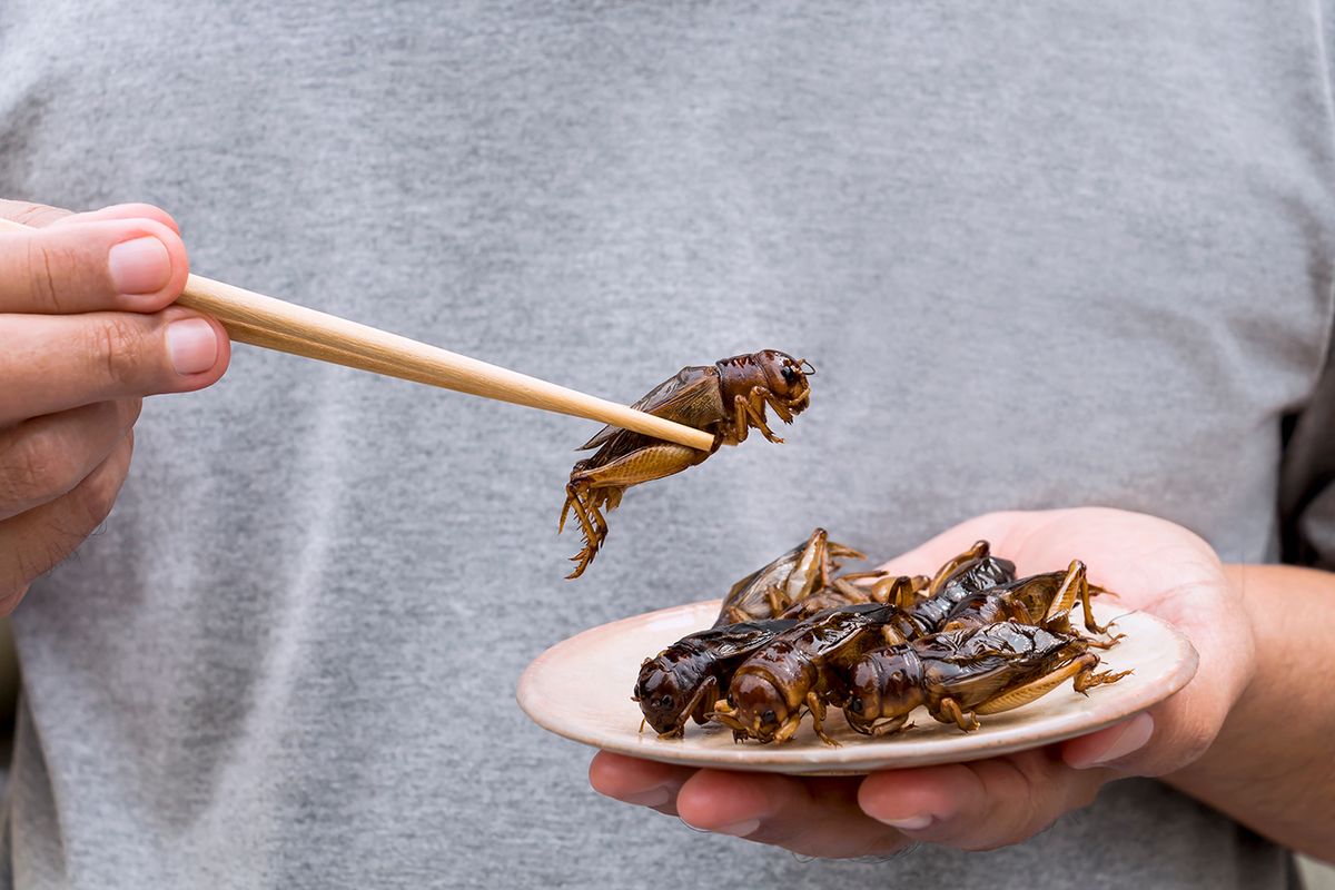 Man's,Hand,Holding,Chopsticks,Eating,Crickets,Insect,On,Plate.,Food
Man's hand holding chopsticks eating Crickets insect on plate. Food Insects for eat as food items, it is good source of meal high protein edible for future food concept.