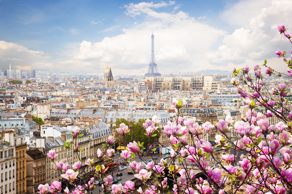 Skyline,Of,Paris,City,Roofs,With,Eiffel,Tower,With,Blooming skyline of Paris city roofs with Eiffel Tower  with blooming magnolia spring tree, Paris, France