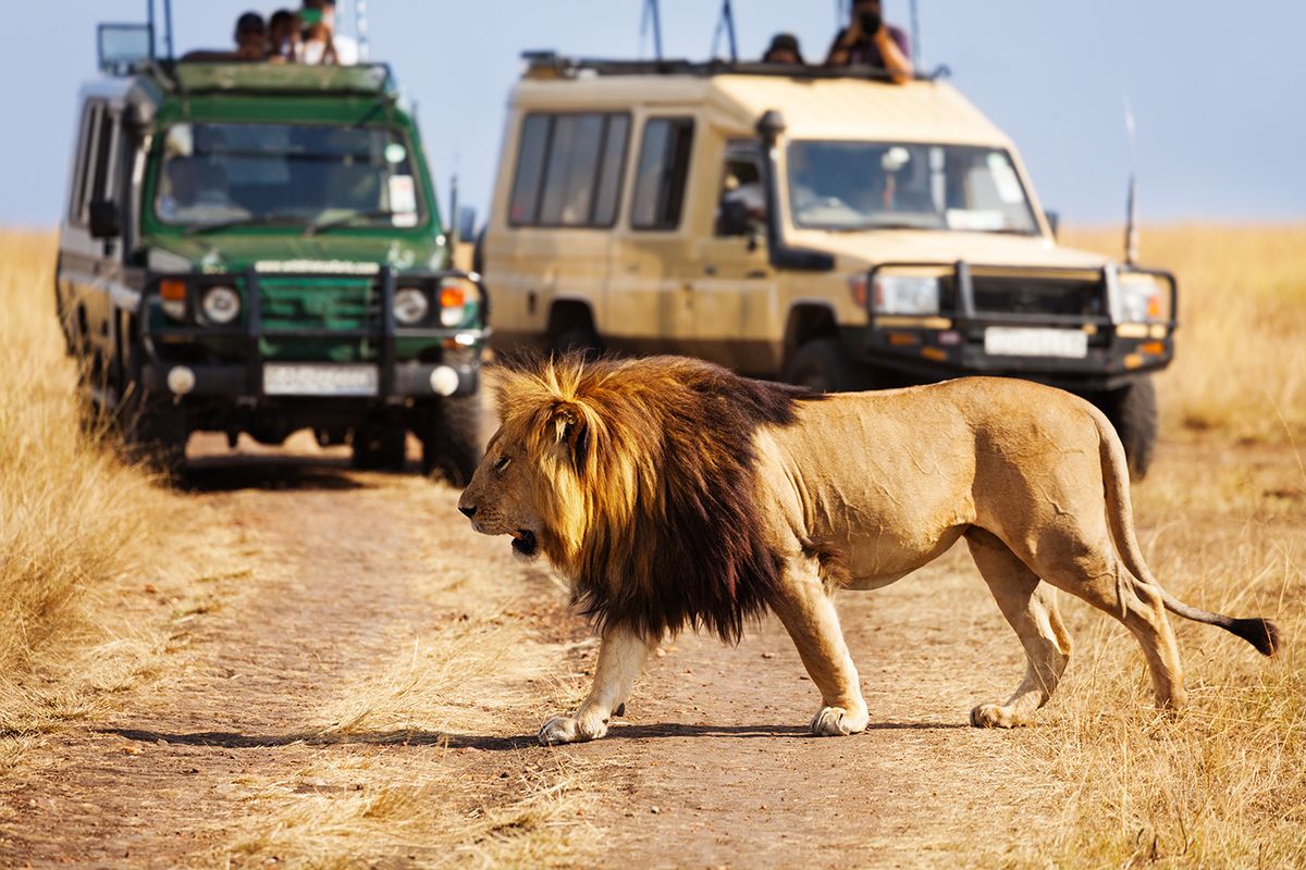 Big lion crossing the road at African savannah