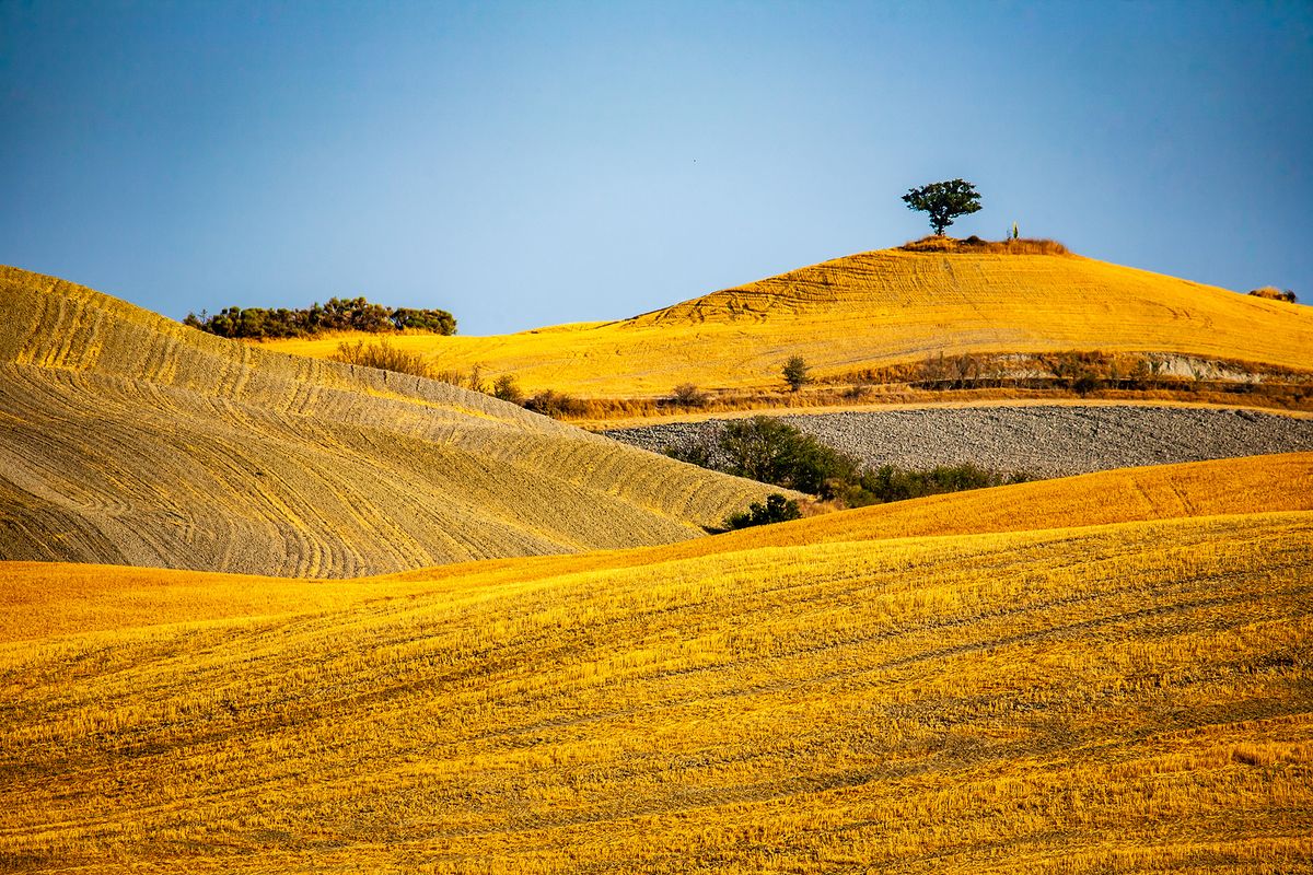 Val,D'orcia,tuscany,italy,22,August,2012,:tree,On,The,Hill,-