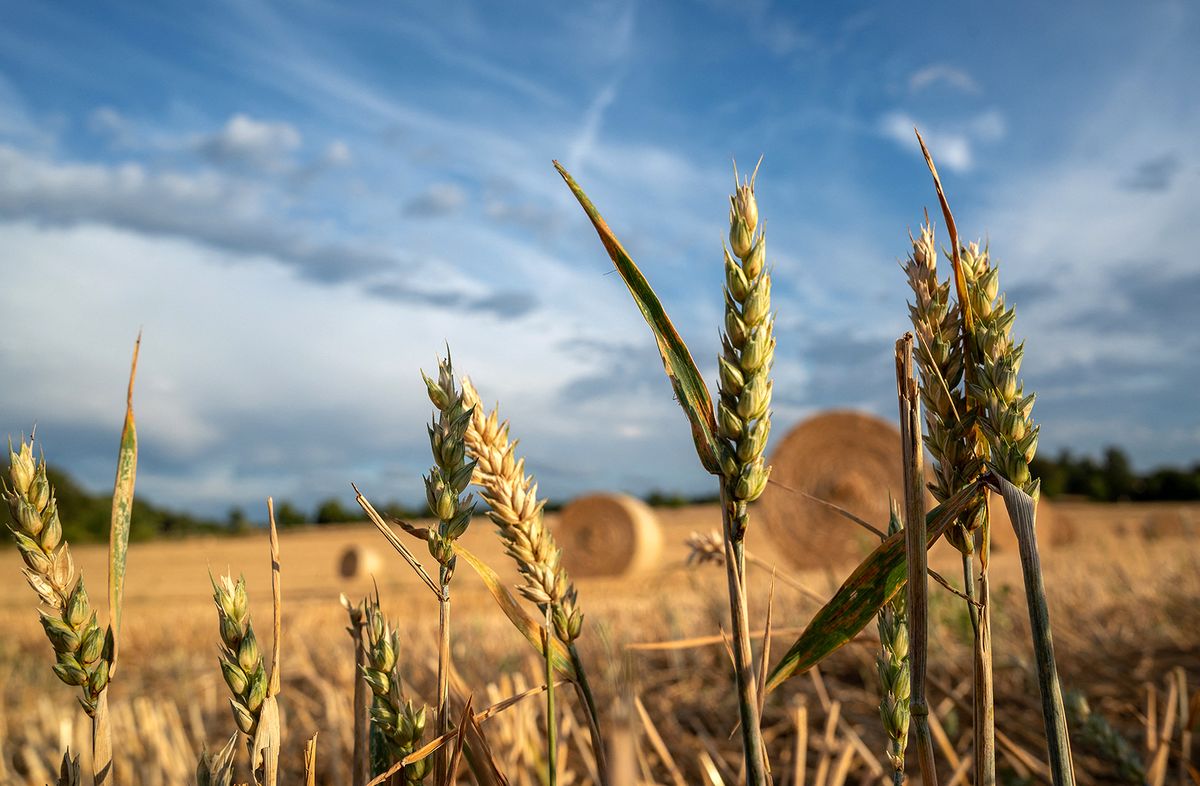 Harvest Talk 2022 Farmers' and Winegrowers' Association Rhineland-Nassau
25 July 2022, Rhineland-Palatinate, Zemmer: Several ears of corn stand after harvesting a barley field near Zemmer. The drought, the Ukraine war and the gas crisis are among the topics at the Harvest Talk 2022 of the Rhineland-Nassau Farmers' and Winegrowers' Association. Photo: Harald Tittel/dpa (Photo by HARALD TITTEL / DPA / dpa Picture-Alliance via AFP)