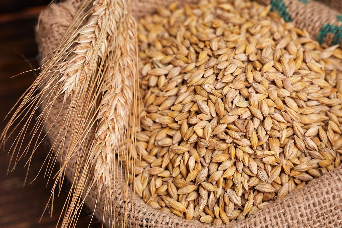 Barley,Grain,On,The,Wooden,Background
barley grain on the wooden background