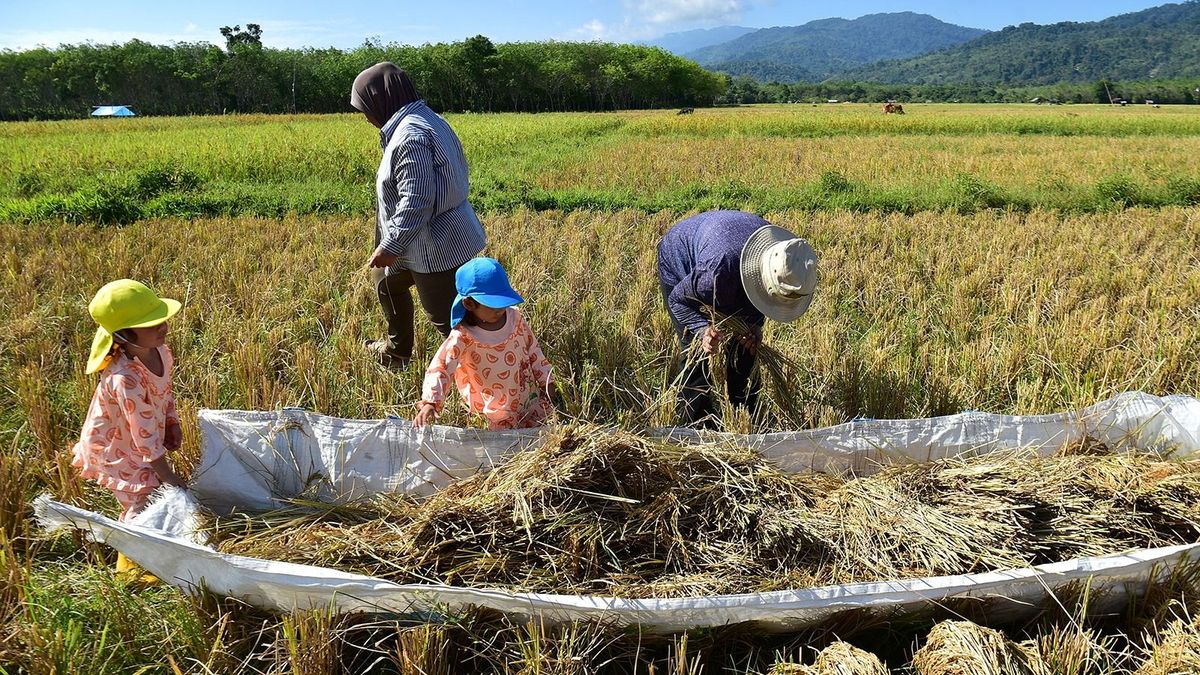 Farmers are joined by children helping to harvest rice in a field in the southern Thai province of Narathiwat on March 27, 2023. (Photo by Madaree TOHLALA / AFP)