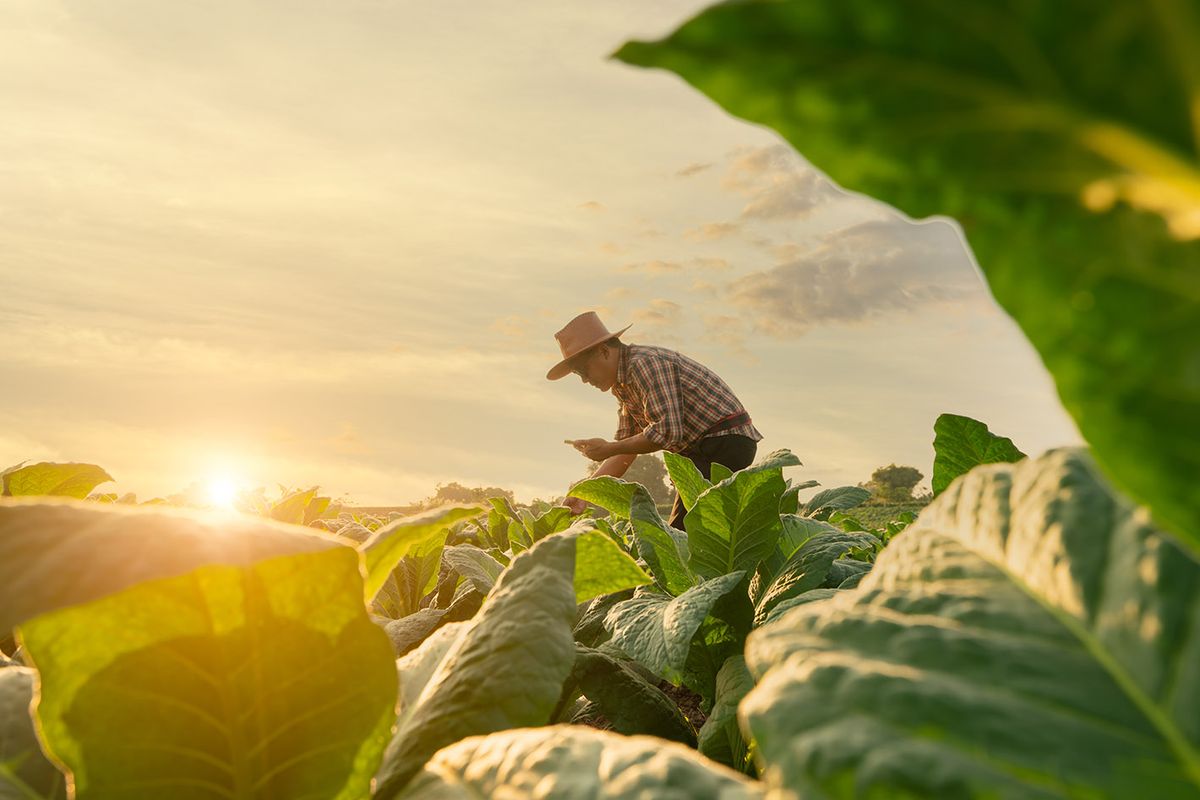 Agriculturist utilize the core data network in the Internet from the mobile to validate, test, and select the new crop method.Young farmers and tobacco farming