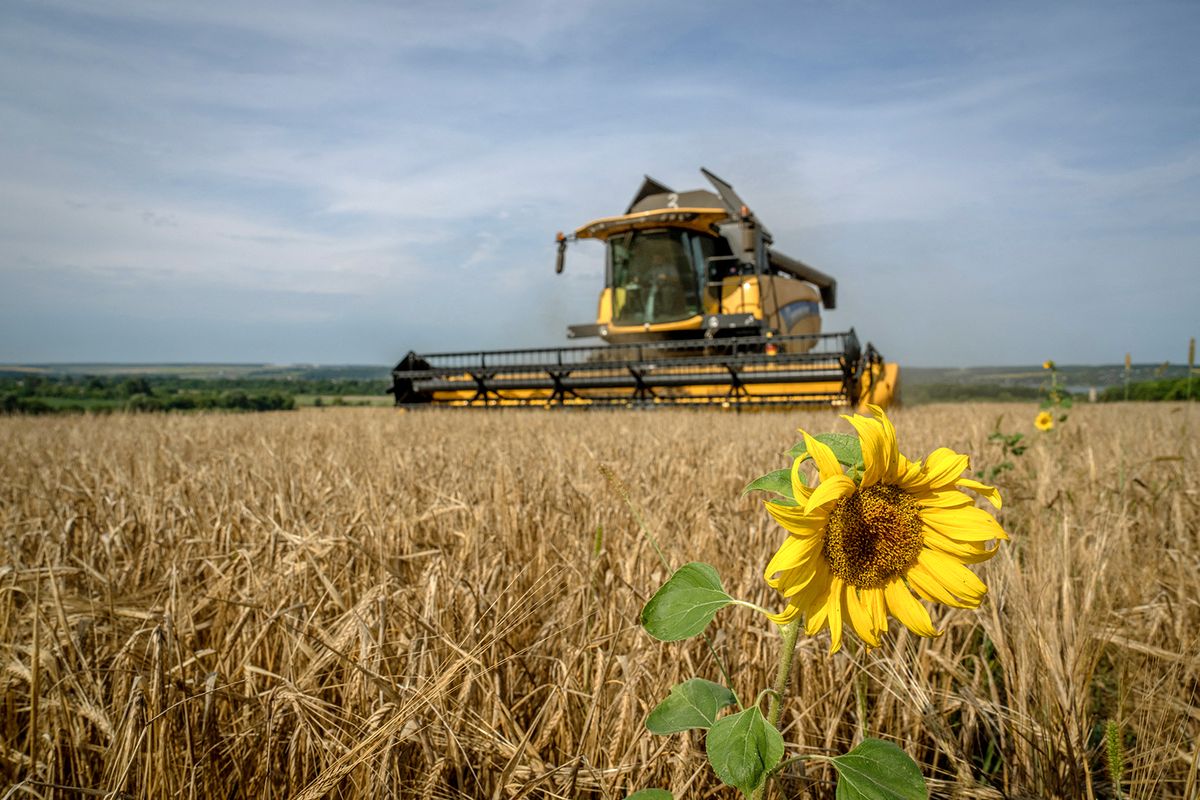 Russia-Ukraine war
ZOLOCHIV, UKRAINE - AUGUST 01: An agricultural implement harvests in a wheat field outside of the city center, as the Russia-Ukraine war continues in Zolochiv, Lviv Oblast, Ukraine on August 01, 2022. Wolfgang Schwan / Anadolu Agency (Photo by Wolfgang Schwan / ANADOLU AGENCY / Anadolu Agency via AFP)