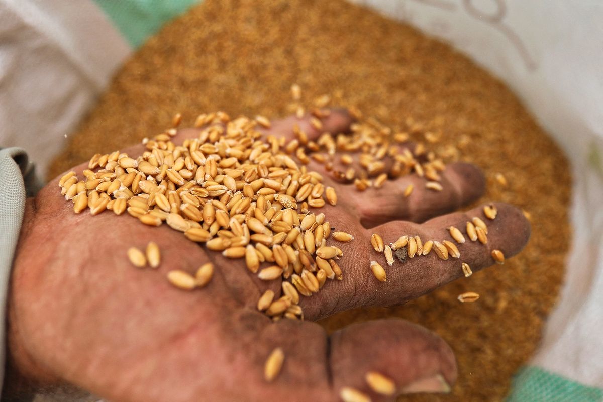 Wheat harvest in Egypt
AL MINUFIYAH, EGYPT - MAY 14: Farmers harvest wheat to increase local wheat production in order to fill the wheat shortage in the country in Al Minufiyah, one of the important grain production centers of Egypt on May 14, 2022. The Russia-Ukraine war had a negative impact on Egypt, the world's largest wheat importer. Mohamed Abdel Hamid / Anadolu Agency (Photo by Mohamed Abdel Hamid / ANADOLU AGENCY / Anadolu Agency via AFP)