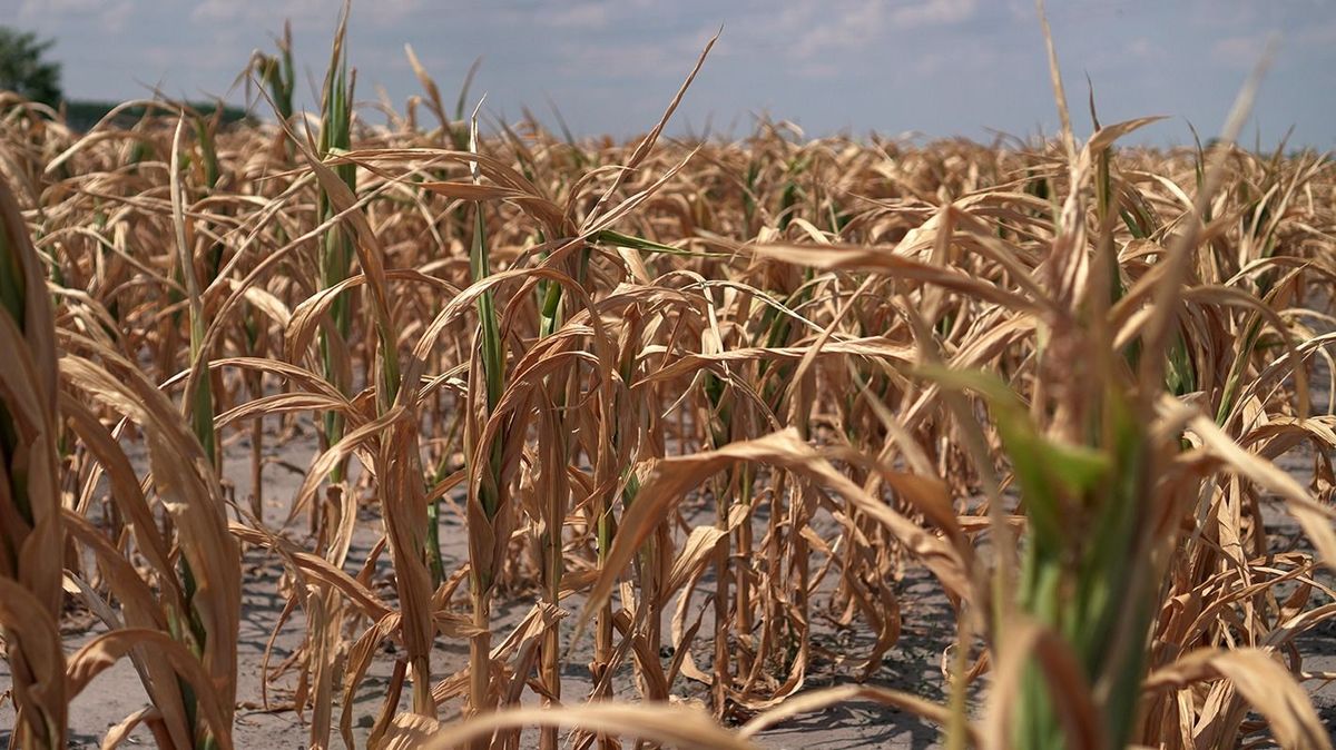 Drought in corn field in Hungary          