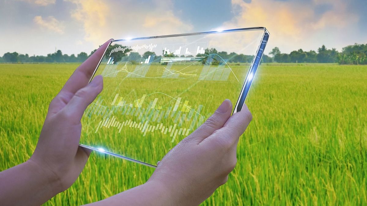 Business,Woman,Using,Smart,Tablet,rice,Fields,Production,Control,concept,Agricultural,Product