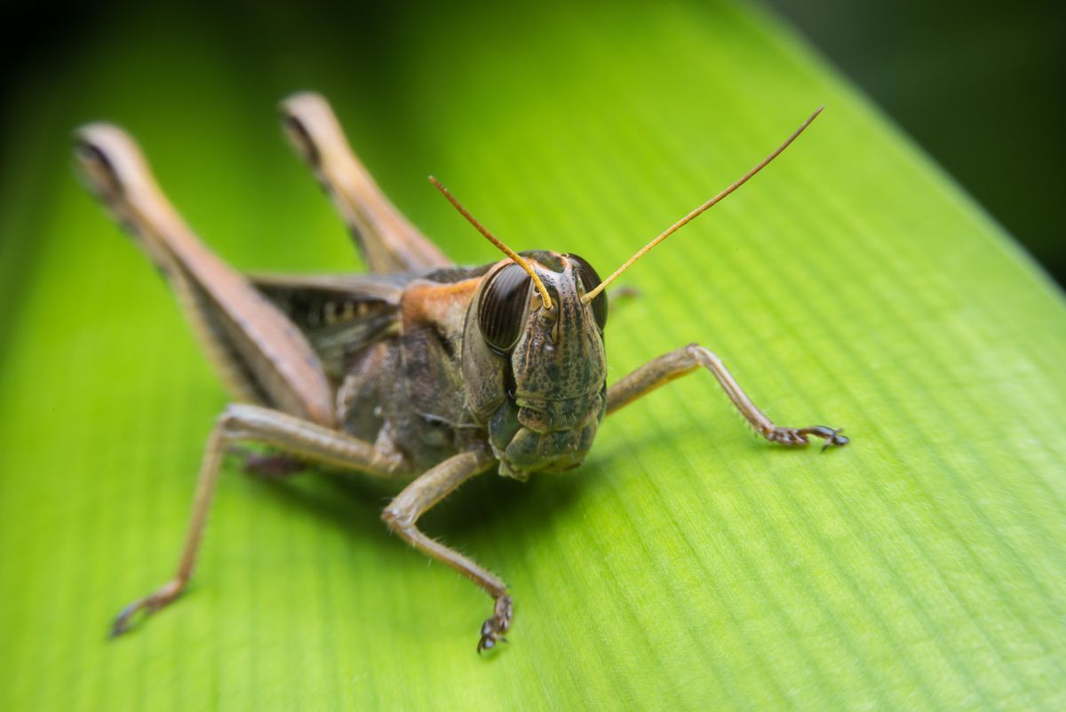 An,Image,Of,Grasshoppers,.,Macro,Grasshopper