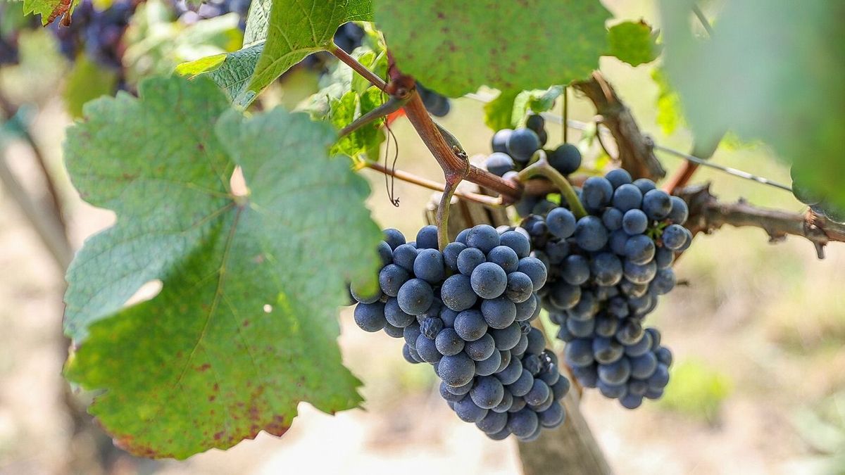 Egyre kevesebb vörösbort isznak az emberek, a túlkínálat miatt lépett a francia kormány