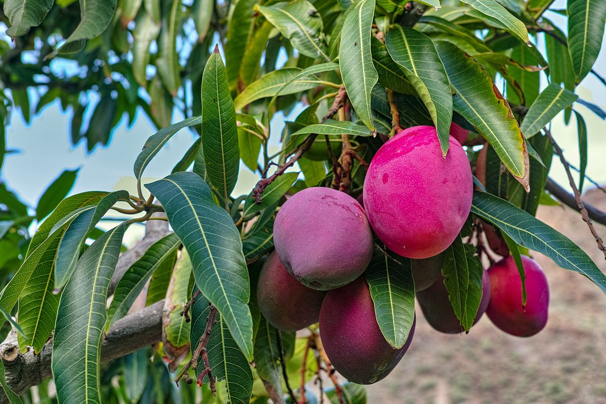 Tropical,Mango,Tree,With,Big,Ripe,Mango,Fruits,Growing,In Tropical mango tree with big ripe mango fruits growing in orchard on Gran Canaria island, Spain, cultivation of mango fruits on plantation.