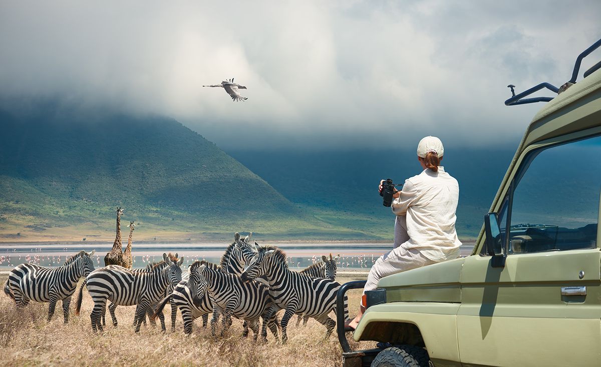 Woman,Tourist,On,Safari-tour,In,Africa,,Traveling,By,Car,InWoman tourist on safari-tour in Africa, traveling by car in Tanzania, watching wild animals and birds in the National park Ngorongoro.