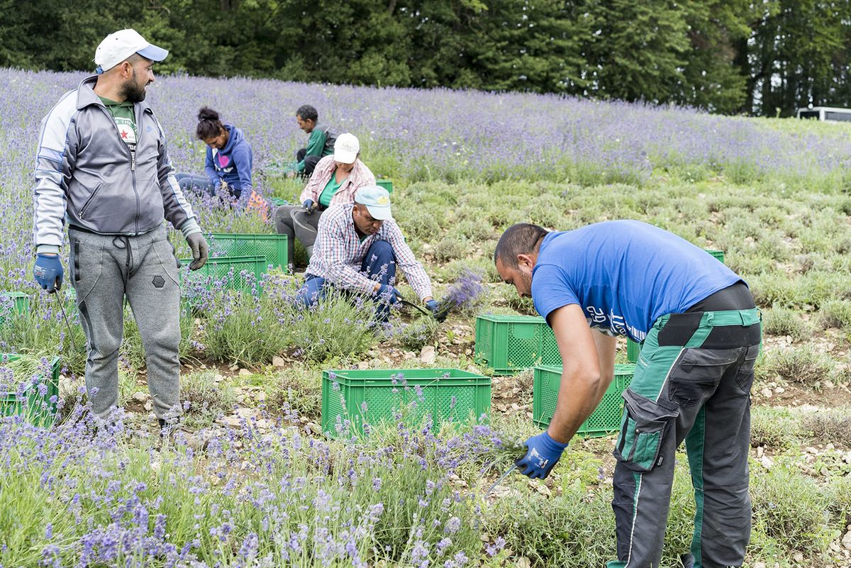 Lavender Harvestunique Lavender Field in Detmold Fromhausen, Germany: Migrant workers from turkish-bulgarian Roma community Stolipinovo in  Bulgaria are harvesting Lavender by hand in Detmold-Fromhausen 17.7.2019 | usage worldwide (Photo by Robert B. Fishman / DPA / dpa Picture-Alliance via AFP)