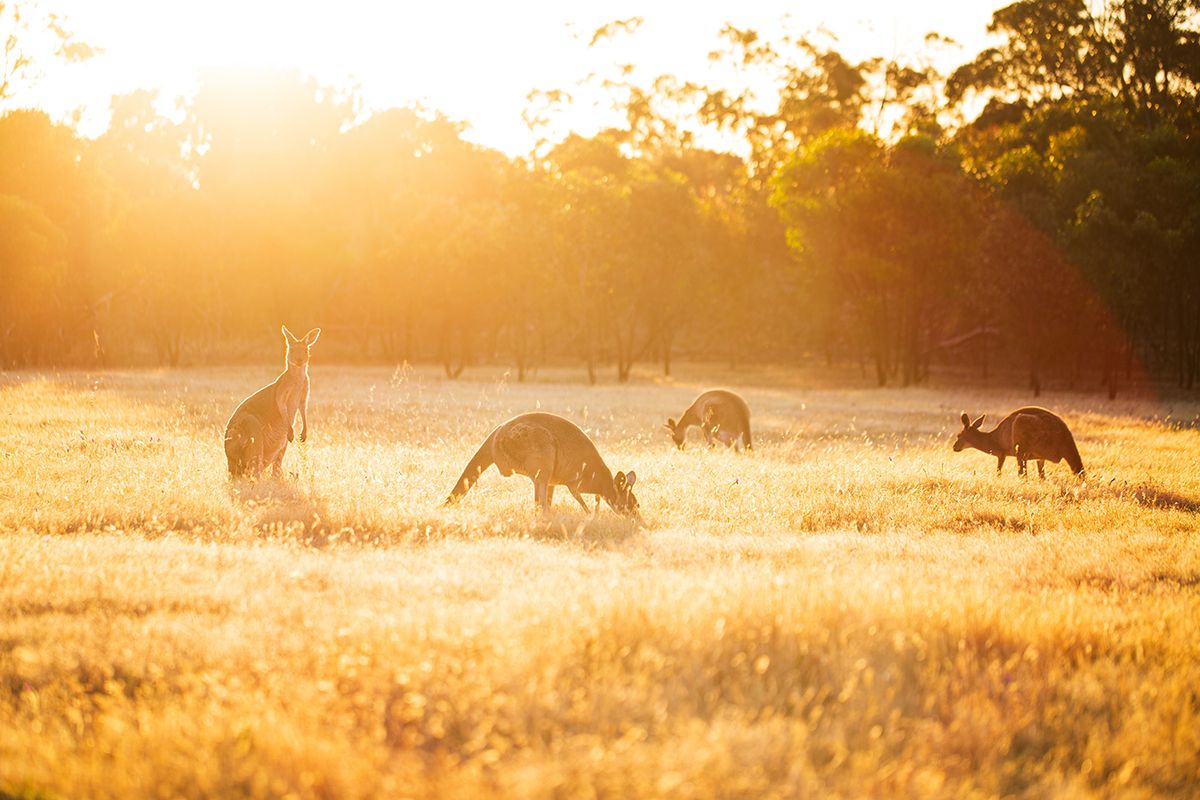 Kangaroos,In,Australia,,In,A,Golden,Field