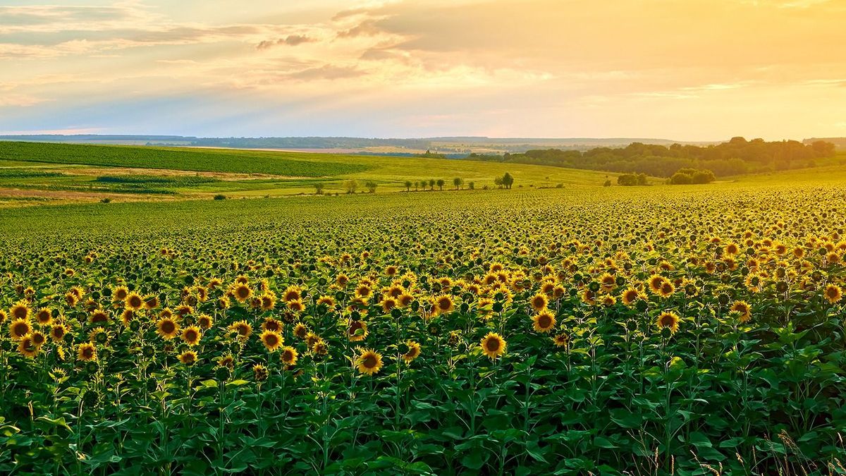 Agricultural,Field,With,Yellow,Sunflowers,Against,The,Sky,With,Clouds.