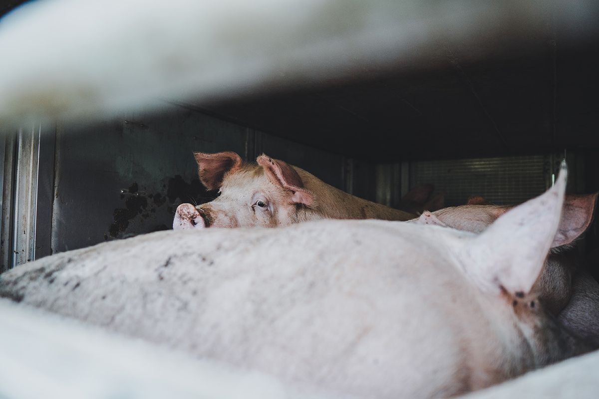 Transport,Of,Pigs,For,The,Slaughter,House,In,Czechia
