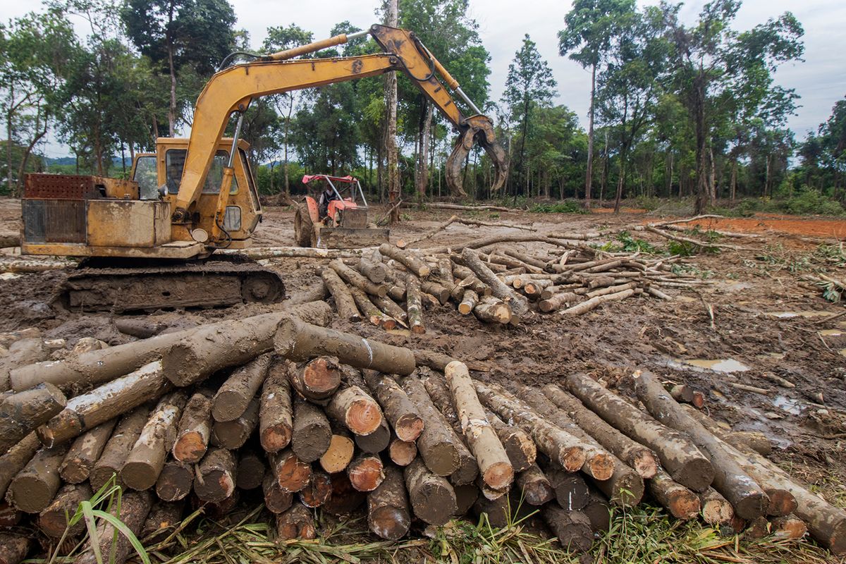 Deforestation,And,Logging,Of,Tropical,Rainforest