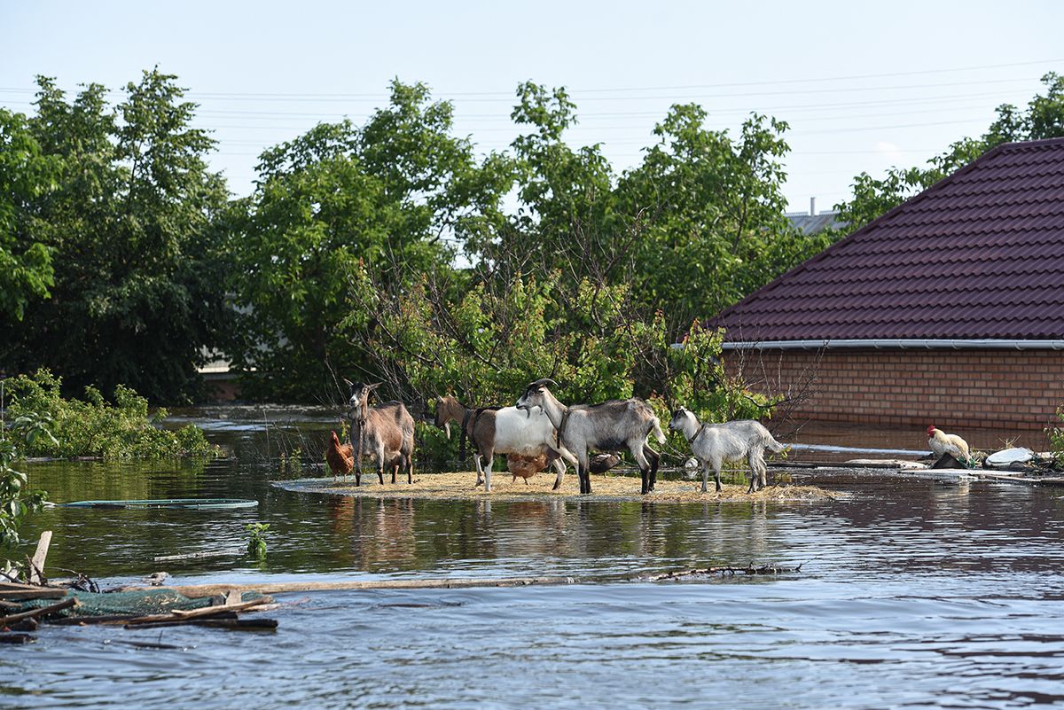 Flooded residential areas after Nova Kakhovka dam collapseKHERSON, UKRAINE - JUNE 8: Goats are waited for rescuing following the collapse of the Nova Kakhovka dam, in the town of Hola Prystan in the Kherson region, Russian-controlled territory, on June 8, 2023. Stringer / Anadolu Agency (Photo by STRINGER / ANADOLU AGENCY / Anadolu Agency via AFP)