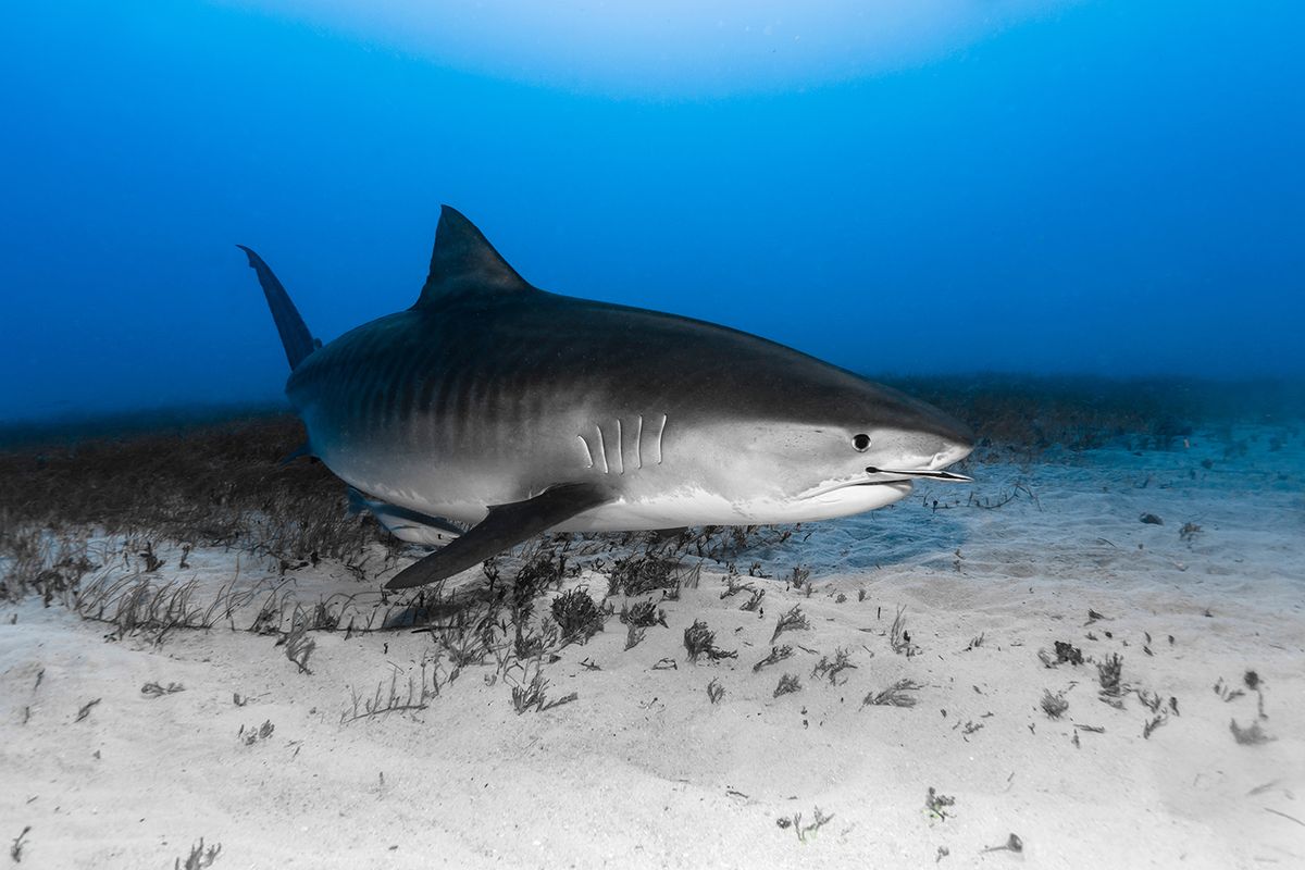 Tiger,Shark,(galeocerdo,Cuvier),Swimming,Over,The,Reef