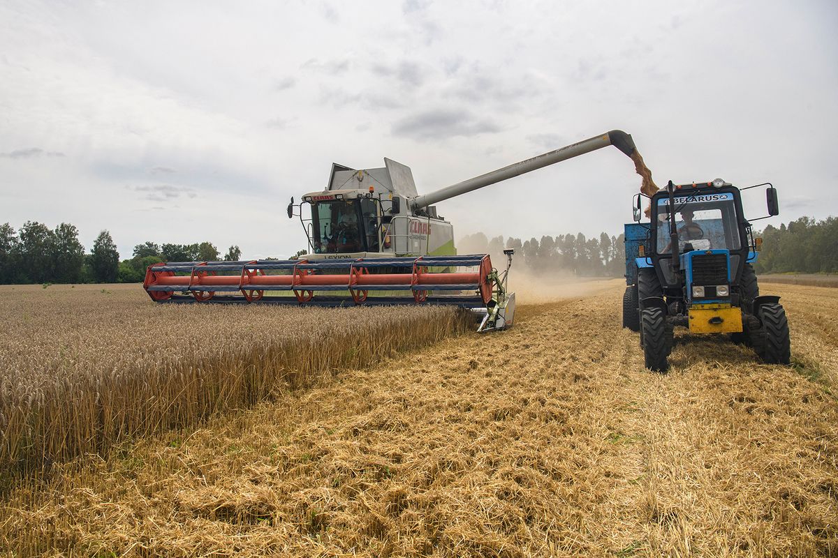 Harvesting Of Wheat In The Kyiv Region