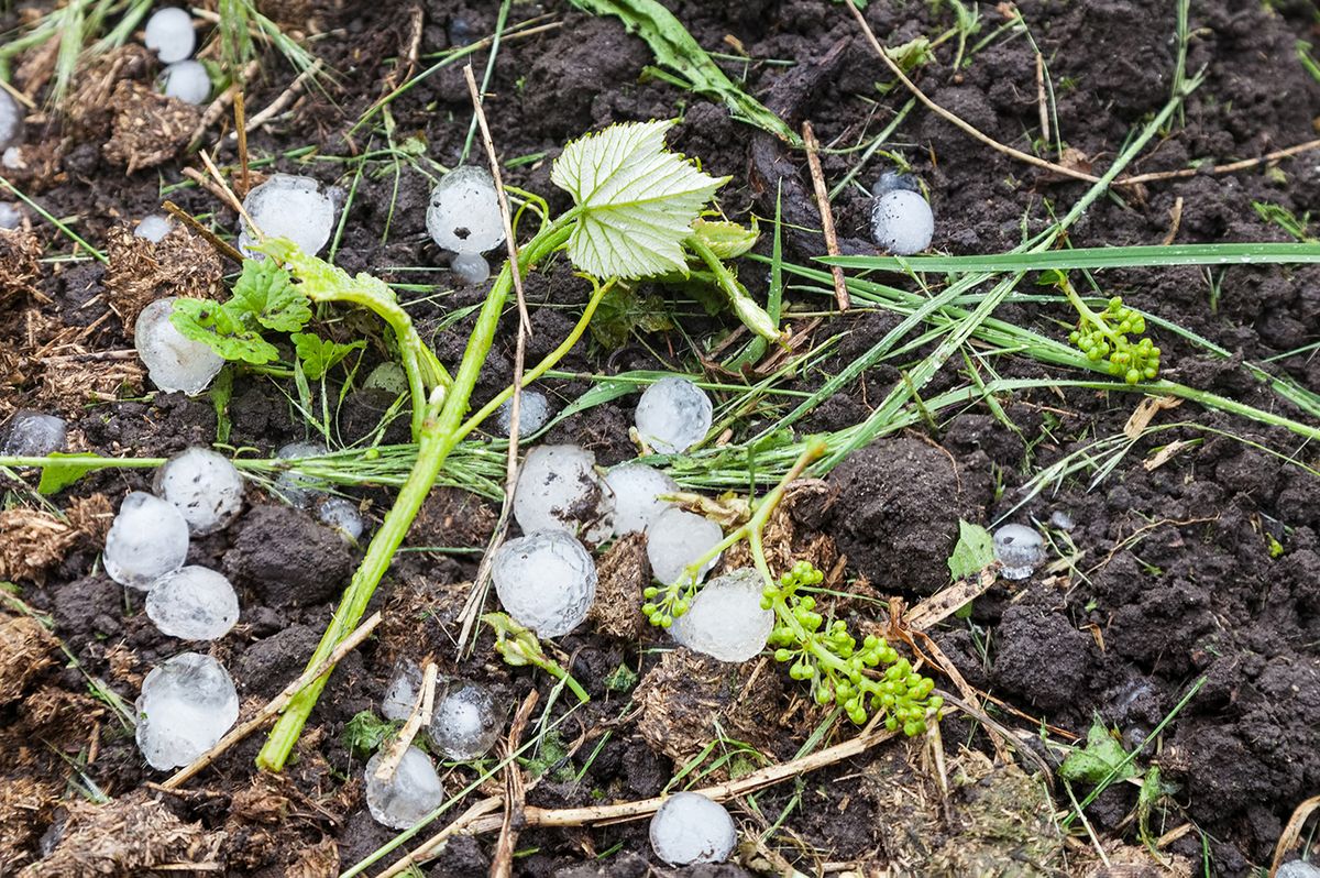 Ice,Balls,In,Vineyard,After,Heavy,Hailstorm,,Damaged,Young,Shoots