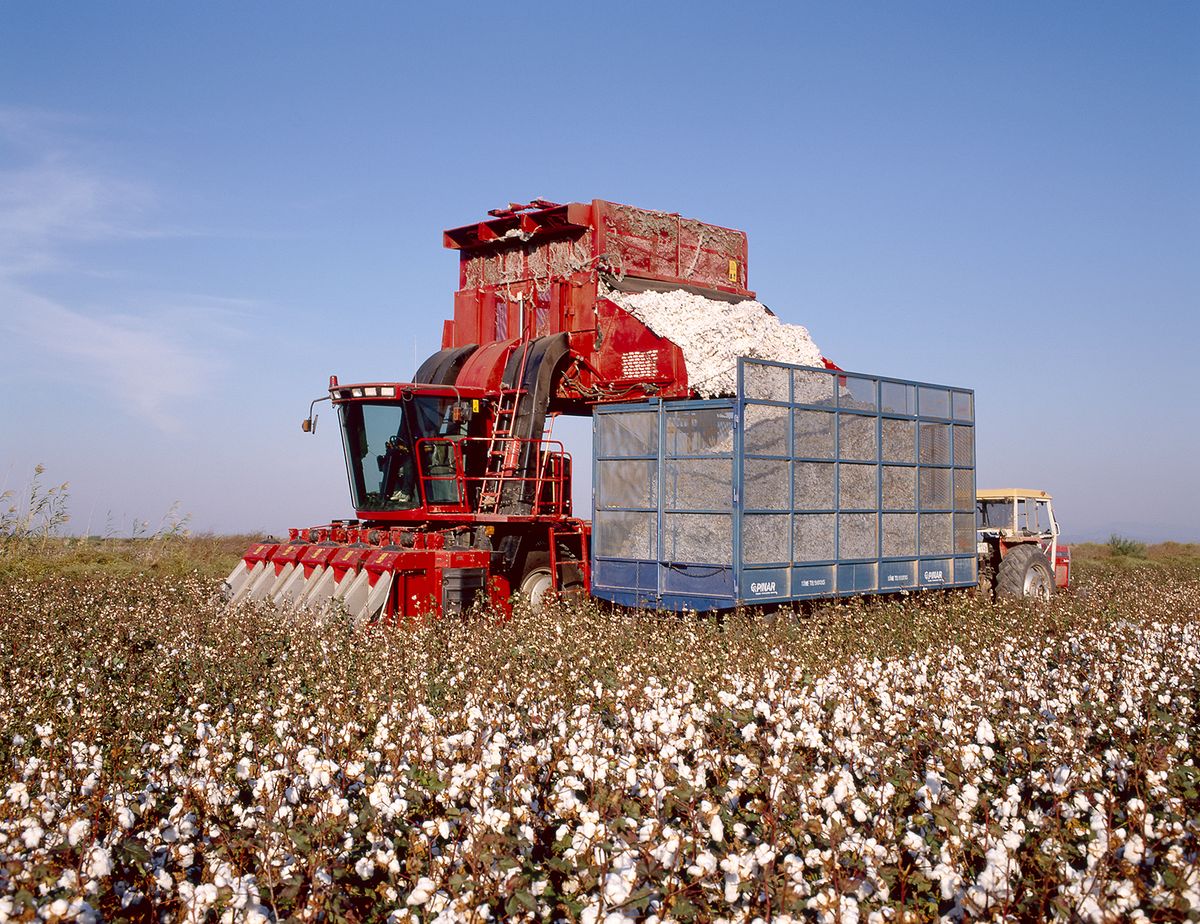 Picking,Cotton
pamut, gyakot, termelés, usa, amerika
